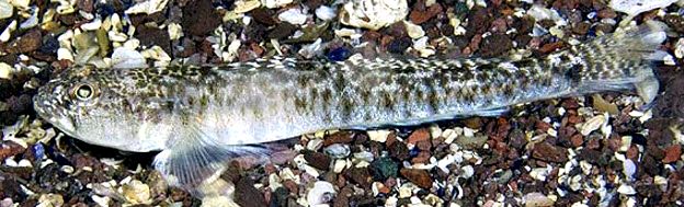 Pomatoschistus minutus_01